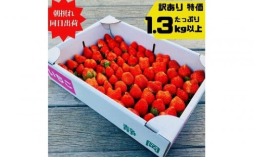 【訳あり】《限定3月発送》 朝採り同日出荷 いちご　御前崎産かおり野　訳ありお得パック 1.3kg｜フルーツ 果物 くだもの 果実 おやつ デザート 静岡 2795243 - 静岡県御前崎市