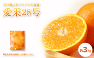 【2026年11月中旬頃から発送予定】愛果28号 (紅まどんな と同品種) 秀品 約3kg 贈答用 高級 化粧箱入り |  愛果28号 あいか みかん 愛果28号 あいか 柑橘 みかん 愛果28号
