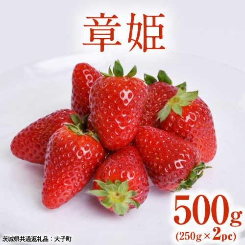 章姫 500g (250g×2pc) 【 2026年12月上旬発送開始 】 ( 茨城県共通返礼品：大子町 ) いちご 苺 イチゴ 大粒 果汁 たっぷり ジューシー あきひめ 農家直送 産地直送 [FC210us] 2795567 - 茨城県牛久市