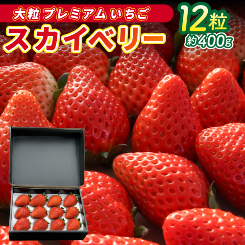 ＼大粒プレミアムいちご／【2027年1月発送開始】【数量限定】大粒プレミアムいちご スカイベリー 12粒 (約400g) | 栃木県 ふるさと納税 高級いちご 贈答用 イチゴ 苺 果物 フルーツ スカイベリー 熟成 大粒いちご こだわり (DS004) 2795721 - 栃木県益子町