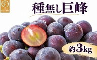 種無し巨峰 約3kg 5～9房 ［おぶせファーマーズ］ 果物 フルーツ ぶどう ブドウ 葡萄 冷蔵便 クール便 長野県産 信州産 令和8年産 【2026年9月上旬～10月中旬発送】 ［F-55］