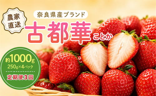 いちご 3回定期 古都華 約1000g 250g×4パック 先行予約 高評価 冷蔵配送 フルーツ 果物 旬 産地直送 農家直送 完熟 旬の果物 お取り寄せ おやつ デザート ことか イチゴ 冷蔵 奈良県産 奈良 大和郡山市 BN001 2796037 - 奈良県大和郡山市