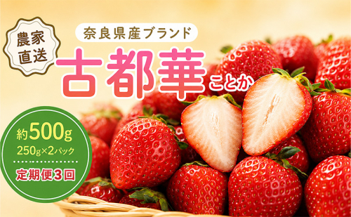 いちご 3回定期 古都華 約500g 250g×2パック 先行予約 高評価 冷蔵配送 フルーツ 果物 旬 産地直送 農家直送 完熟 旬の果物 お取り寄せ おやつ デザート ことか イチゴ 冷蔵 奈良県産 奈良 大和郡山市 BN001 2796039 - 奈良県大和郡山市
