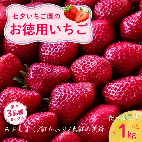 【最大3品種ミックス】【訳アリ】たっぷり1kgお徳用いちご　※2月上旬より順次配送　いちご イチゴ 苺 果物 フルーツ 滋賀県 米原市 2796050 - 滋賀県米原市