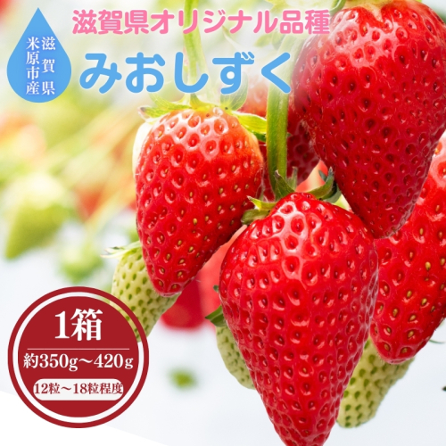 滋賀県オリジナルいちご「みおしずく」※1月中旬より順次配送　いちご イチゴ 苺 果物 フルーツ 滋賀県 米原市 2796052 - 滋賀県米原市