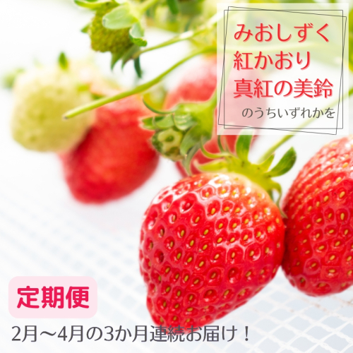 【定期便】希少品種いちご3種定期便　※2月～4月まで3か月連続お届け　いちご イチゴ 苺 果物 フルーツ 滋賀県 米原市 2796053 - 滋賀県米原市