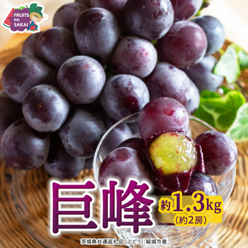 巨峰 約1.3kg(約2房)【2026年7月より発送開始】（茨城県共通返礼品 [ぶどう]：結城市産） ぶどう 果物 フルーツ デザート 茨城県 ギフト 高級 旬 [FC108-NT] 2796206 - 茨城県つくばみらい市