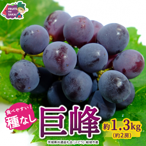 種なし 巨峰 約1.3kg(約2房)【2026年7月より発送開始】（茨城県共通返礼品 [ぶどう]：結城市産） ぶどう 種なし巨峰 フルーツ デザート 果物 食べやすい 旬 [FC111-NT] 2796240 - 茨城県つくばみらい市