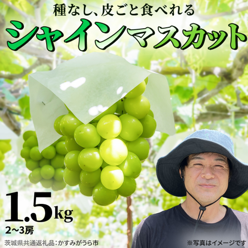 シャインマスカット 約1.5kg (茨城県共通返礼品/かすみがうら市) マスカット 葡萄 ぶどう ブドウ 歯ごたえ 甘み 香り 鈴木農園 [ED007sa] 2796434 - 茨城県桜川市