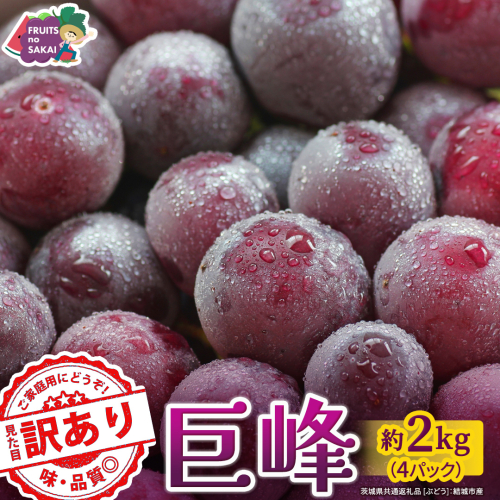 ＜ 訳あり ＞ 巨峰 4パック(約2kg)【2026年9月より発送開始】（茨城県共通返礼品 [ぶどう]：結城市産） ぶどう ご家庭用 お得 フルーツ 果物 加工用 [FC123-NT] 2796544 - 茨城県つくばみらい市