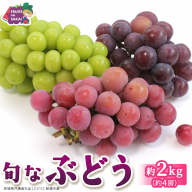 旬なぶどう 品種おまかせ 約2kg(約4房)【2026年8月より発送開始】（茨城県共通返礼品 [ぶどう]：結城市産） ぶどう 旬 おまかせ 詰め合わせ フルーツ 果物 巨峰 ピオーネ シャインマスカット ナガノパープル 我が道 ゴルビー [FC118-NT]