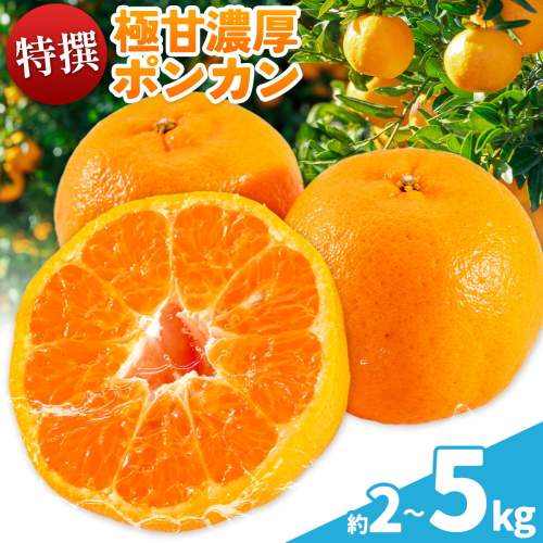 特撰 極甘 和歌山県産 濃厚 ポンカン 選べる 約2kg 約3kg 約5kg 有田マルシェ《1月中旬-2月下旬頃発送予定》和歌山県 日高町 国産 ぽんかん 柑橘 果物 フルーツ ギフト 送料無料 2797719 - 和歌山県日高町