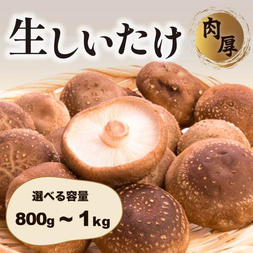 肉厚生しいたけ【選べる容量】 800g / 1kg　椎茸 しいたけ シイタケ 肉厚 生椎茸 国産  2798793 - 茨城県八千代町