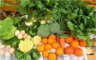 【定期便3か月】中村自然農園の季節の有機野菜詰め合わせ 5kg以上