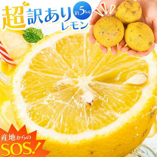 レモン 超訳ありレモン 約5kg 《2月上旬-5月末頃出荷》 和歌山県 日高川町 れもん 檸檬 柑橘 訳あり 果物 くだもの フルーツ 青果物 2799450 - 和歌山県日高川町