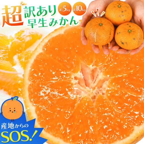 みかん 超訳あり早生みかん 約5kg 約10kg  《12月上旬-2月上旬頃出荷》 和歌山県 日高川町 みかん ミカン 早生みかん 蜜柑 柑橘 訳あり 果物 くだもの フルーツ 青果物 2799454 - 和歌山県日高川町