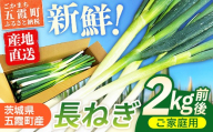 五霞町産 長ねぎ 2kg前後 ／ ご家庭用 キズ有り 曲がりあり サイズ ばらつき有 ネギ ねぎ 長ネギ 長葱 産地直送 茨城県 五霞町