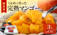 【2027年6月以降お届け】くるめで育った完熟マンゴー（3玉：約1.7kg） _ 贈答用 くるめで育った 完熟マンゴー 3玉 約 1.7kg 甘い 高糖度 地植栽培 ビタミンA トロピカル フルーツ 果物 マンゴー 国産 クール便 お取り寄せ 福岡県 久留米市 送料無料 _ Fm010-03-17