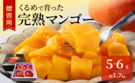 【2027年6月以降お届け】くるめで育った完熟マンゴー（5～6玉：約1.7kg） _ 贈答用 くるめで育った 完熟マンゴー 5 ～ 6玉 約 1.7kg 甘い 高糖度 地植栽培 ビタミンA トロピカル フルーツ 果物 マンゴー 国産 クール便 お取り寄せ 福岡県 久留米市 送料無料 _ Fm010-056