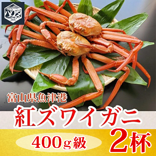 【冷蔵】自社漁船直送！魚卸問屋の紅ズワイガニ 400g級×2ハイセット ※2026年9月～発送 2801148 - 富山県魚津市