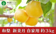 新潟オリジナル和梨 新美月 自家用 約3kg 令和8年度 新潟県 三条市産 [三条果樹専門家集団]【010S967】