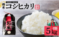 精米 コシヒカリ 5kg 茨城県下妻市産 【 米 お米 白米 ごはん こめ コシヒカリ 令和8年産 茨城県産 】