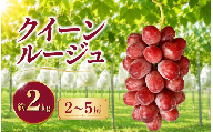 通常品 クイーンルージュ® 約2kg 2～5房［新規就農者応援コース 幸作会］｜フルーツ ブドウ 果物 ぶどう 葡萄 長野 信州 小布施町 クール便 冷蔵便 令和8年産 2026年9月上旬～11月上旬発送［K-36］