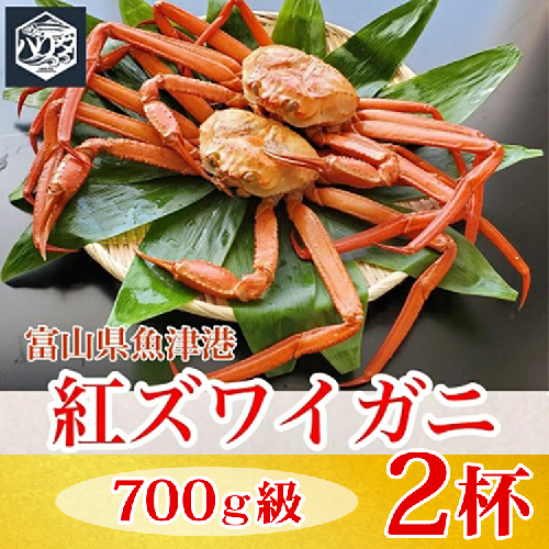 【冷蔵】自社漁船直送！魚卸問屋の紅ズワイガニ 700g級×2ハイセット ※2026年9月～発送 2802802 - 富山県魚津市