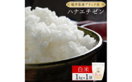 【定期便12回】福井県産 ハナエチゼン 精米 1kg（1kg×1）＜令和8年産＞【新米 米 コメ お米 ご飯 飯 華越前 ブランド米 国産】[095-t12-a026]
