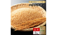 【定期便6回】福井県産 ハナエチゼン 玄米 5kg（5kg×1）＜令和8年産＞【新米 米 コメ お米 ご飯 飯 華越前 ブランド米 国産】[095-t06-a027]