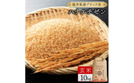 【定期便12回】福井県産 ハナエチゼン 玄米 10kg（10kg×1）＜令和8年産＞【新米 米 コメ お米 ご飯 飯 華越前 ブランド米 国産】[095-t12-a127]