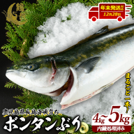 【12月28日出荷】ボンタンぶりまるごと一本(内臓処理済) ぶり 柵 刺身 ブリ 切り身 鰤 1本 鮮魚 下処理済み 鮮魚 1匹 刺身 ぶりしゃぶ ぶりかま 【鶴長水産】turu-7314R8-12