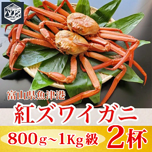 【冷蔵】自社漁船直送！魚卸問屋の紅ズワイガニ 800g～1kg級×2ハイセット ※2026年9月～発送 2804510 - 富山県魚津市