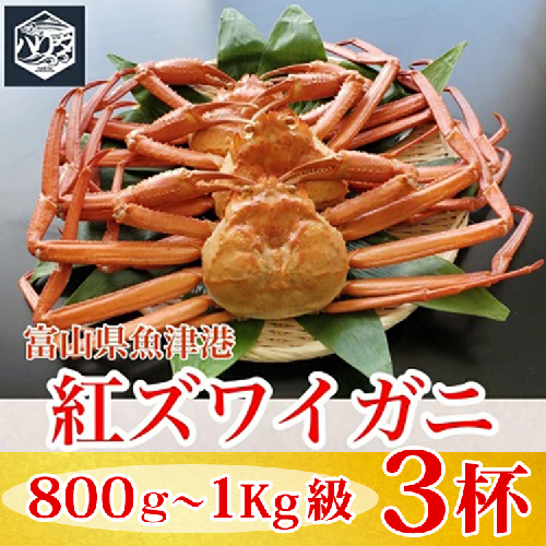 【冷蔵】自社漁船直送！魚卸問屋の紅ズワイガニ 800g～1kg級×3ハイセット ※2026年9月～発送 2804545 - 富山県魚津市