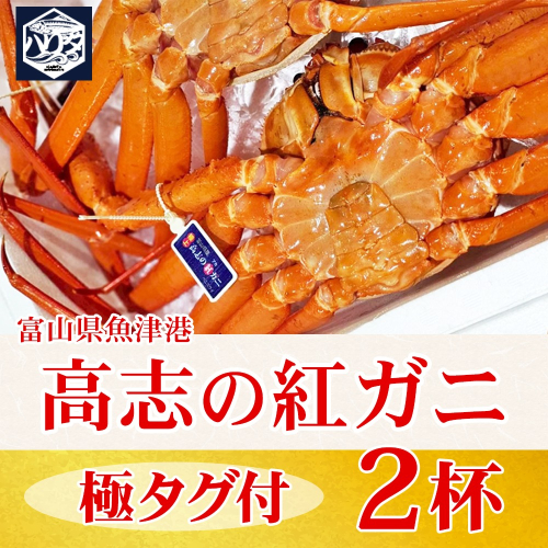 【冷蔵】自社漁船直送！高志の紅ガニ 極上タグ付×2ハイセット ※2026年9月～発送 2804618 - 富山県魚津市