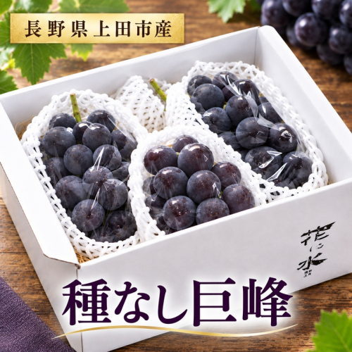 朝採り種なし巨峰 約1kg 2～3房入 2805268 - 長野県上田市