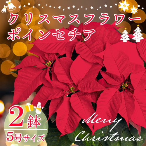 【先行受付】年末を華やかに彩る クリスマスフラワー ポインセチア 2鉢セット 5号サイズ 11月中旬頃からお届け！ [贈り物 ギフト 贈答 フラワーセット お花 観葉植物 パーティ 飾り ワンストップオンライン] TF0920-P00024 2806661 - 宮崎県高原町
