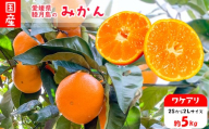 [2026年12月上旬頃から順次発送] 訳あり 家庭用 睦月島 の みかん 約5kg 林農園 | わけあり みかん 蜜柑 柑橘 果物 くだもの フルーツ おすすめ お取り寄せ グルメ ギフト 愛媛 松山