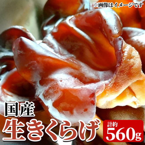 国産生きくらげ(約80g×7P・計約560g) 国産 阿久根市産 きくらげ 木耳 キクラゲ 生きくらげ 食物繊維 ビタミンD 【竹ん子山】akn097-17 2809047 - 鹿児島県阿久根市