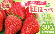 【2027年1月～2027年4月発送予定】【自宅用】朝摘みいちご 紅ほっぺ 500g【配送不可地域：北海道・沖縄・離島】【117E-003-2027】