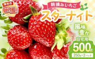 【2027年1月～2027年4月発送予定】【自宅用】朝摘みいちご スターナイト 500g【配送不可地域：北海道・沖縄・離島】【117E-005-2027】