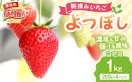 【2027年1月～2027年4月発送予定】【自宅用】朝摘みいちご よつぼし 1kg【配送不可地域：北海道・沖縄・離島】【117E-008-2027】