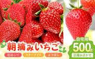 【2027年1月～2027年4月発送予定】【自宅用】朝摘みいちごお楽しみパック 品種おまかせ 500g 紅ほっぺ スターナイト よつぼし【配送不可地域：北海道・沖縄・離島】【117E-009-2027】