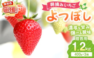 【2027年1月～2027年4月発送予定】【贈答用】朝摘みいちご よつぼし 1.2kg【配送不可地域：北海道・沖縄・離島】【117D-016-2027】