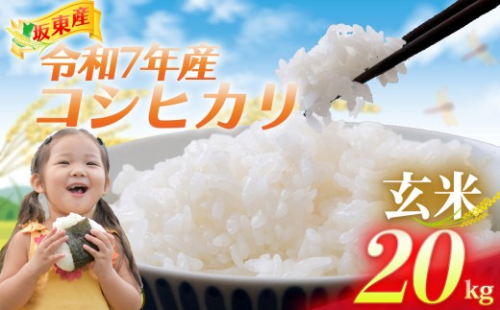 【令和7年産】茨城県坂東産　コシヒカリ20kg（玄米） ／ コシヒカリ こしひかり 米 お米 令和7年産 玄米 20kg 国産米 茨城米 粘り 旨み 炊き上がり ご飯 No.923 2810686 - 茨城県坂東市