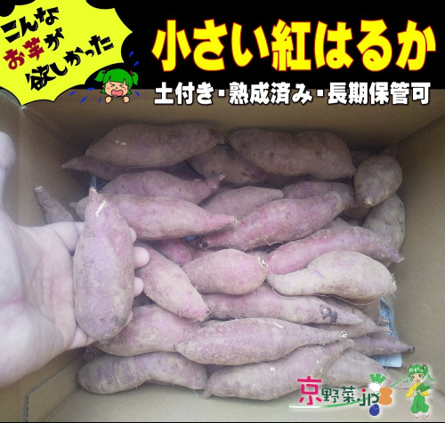 小さい紅はるか（京都産） 8kg ふるさと納税 さつまいも 常温 紅はるか 焼き芋 ヤキイモ 5kg 2811541 - 京都府京丹後市
