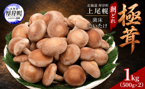 椎茸 北海道 厚岸町 上尾幌 朝どれ 菌床 しいたけ 「極茸」1kg（500g×2） 【上尾幌きのこ生産協同組合】[ きのこ キノコ 新鮮 肉厚 贈答用 国産  品評会で金賞受賞 ] 2812252 - 北海道厚岸町