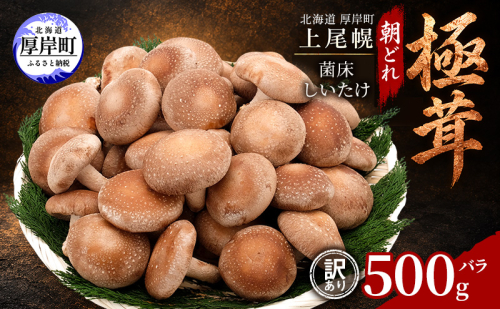 訳あり 椎茸 北海道 厚岸町 上尾幌 朝どれ 菌床 しいたけ 「極茸」 バラ 500g 【上尾幌きのこ生産協同組合】[ きのこ キノコ 新鮮 肉厚 国産  品評会で金賞受賞 ] 2812253 - 北海道厚岸町