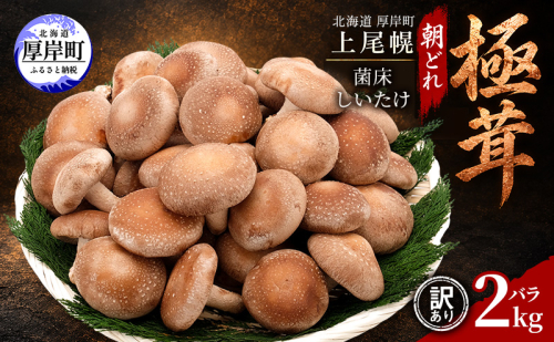 訳あり 椎茸 北海道 厚岸町 上尾幌 朝どれ 菌床 しいたけ 「極茸」 バラ 2kg 【上尾幌きのこ生産協同組合】[ きのこ キノコ 新鮮 肉厚 国産  品評会で金賞受賞 ] 2812255 - 北海道厚岸町