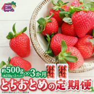 【定期便】とちおとめ 約250g（15～18粒）×2パック 3ヶ月連続お届け便【2026年12月から発送開始】（茨城県共通返礼品 [いちご]：城里町産） 茨城県 県産 人気 厳選 果物 くだもの 旬 旬の果物 旬のフルーツ ギフト 贈答 いちご イチゴ 苺 とちおとめ [FC95-NT]